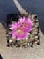 Preview: Coryphantha ramillosa